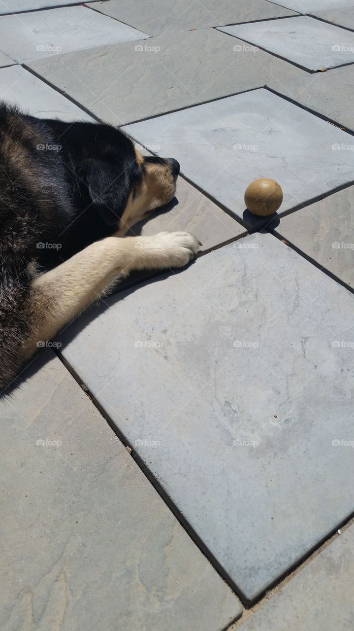 an exhausted dog not want to play with his ball.