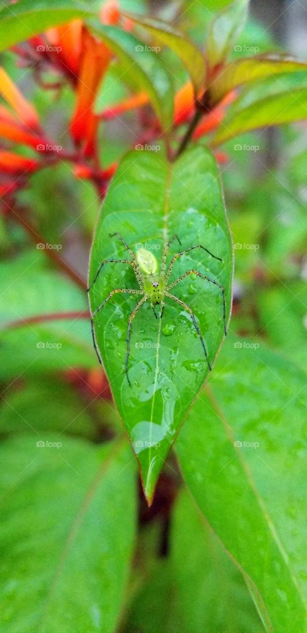 brilliantly vivid green Lynx spider on a beautiful fire bush plant. drops ofbeater litter the leaves.