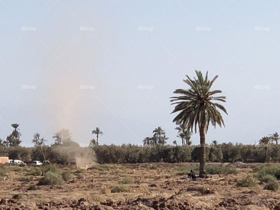 Beautiful dust flying cross the sky near a palm tree in nature.