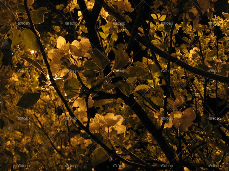 Blooming apple-tree at night