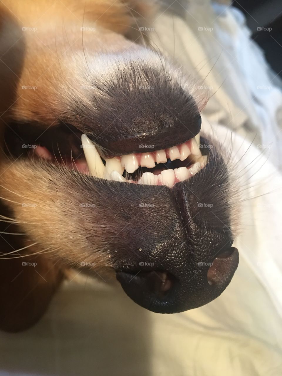 Dog mouth teeth and nose 
