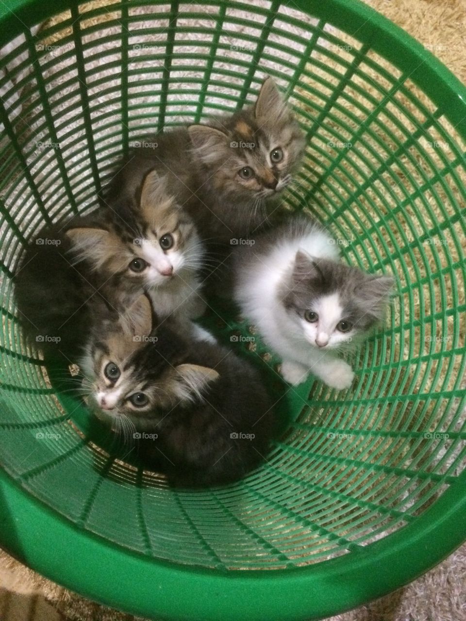 Kitty in the bucket