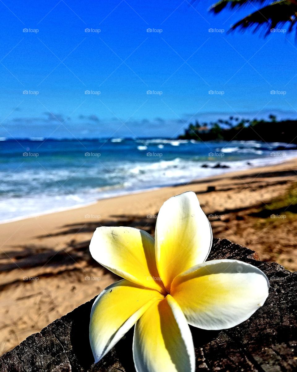 Plumeria