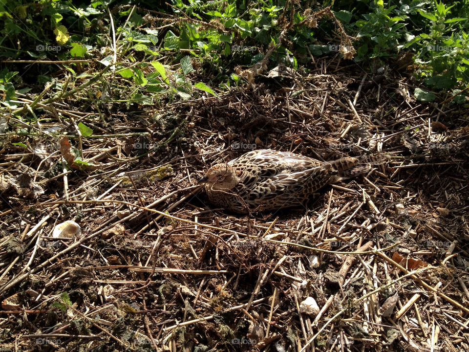 ground bird female camouflage by dannytwotaps