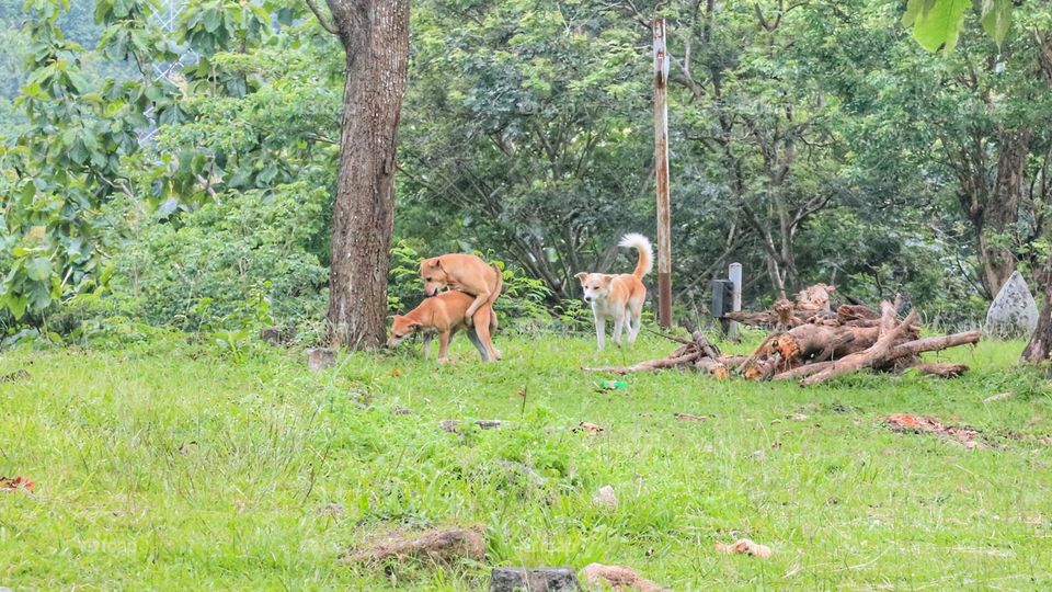 Dogs playing in the park