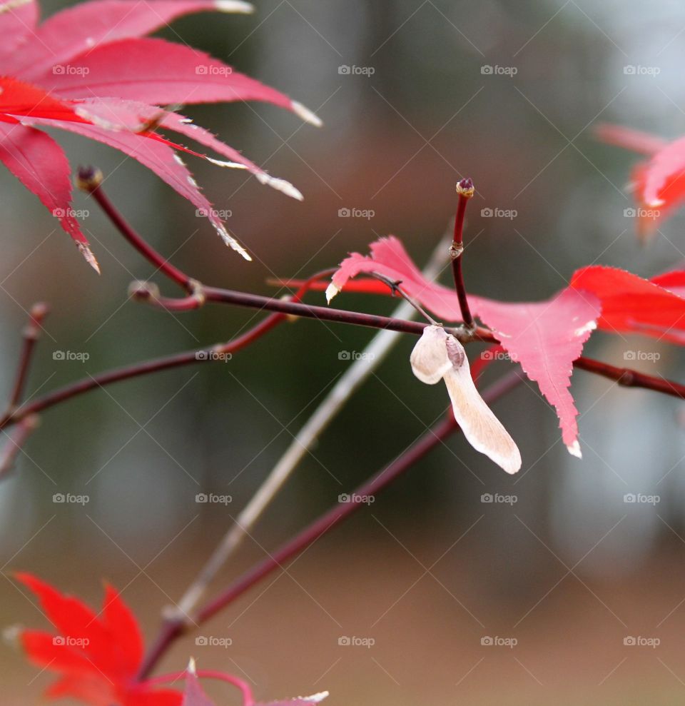 red maple tree with a few leaves remaining