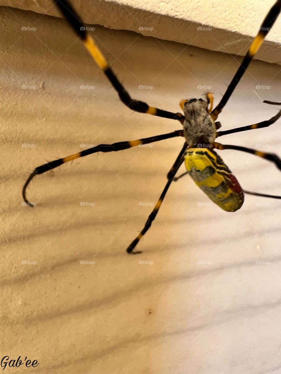 Close up arachnophobia