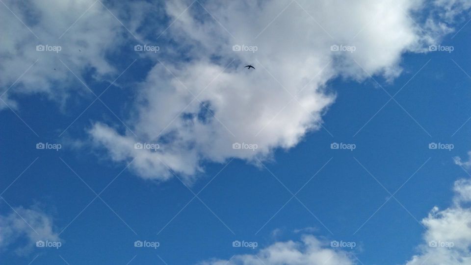 Beautiful black swallow bird flying in the sky.