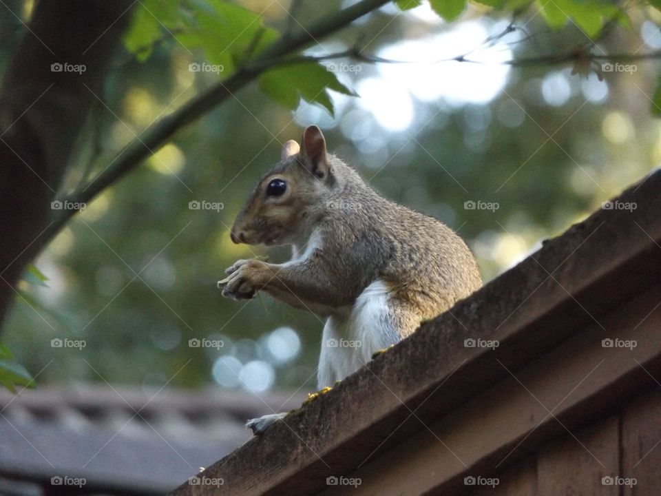Squirrel 