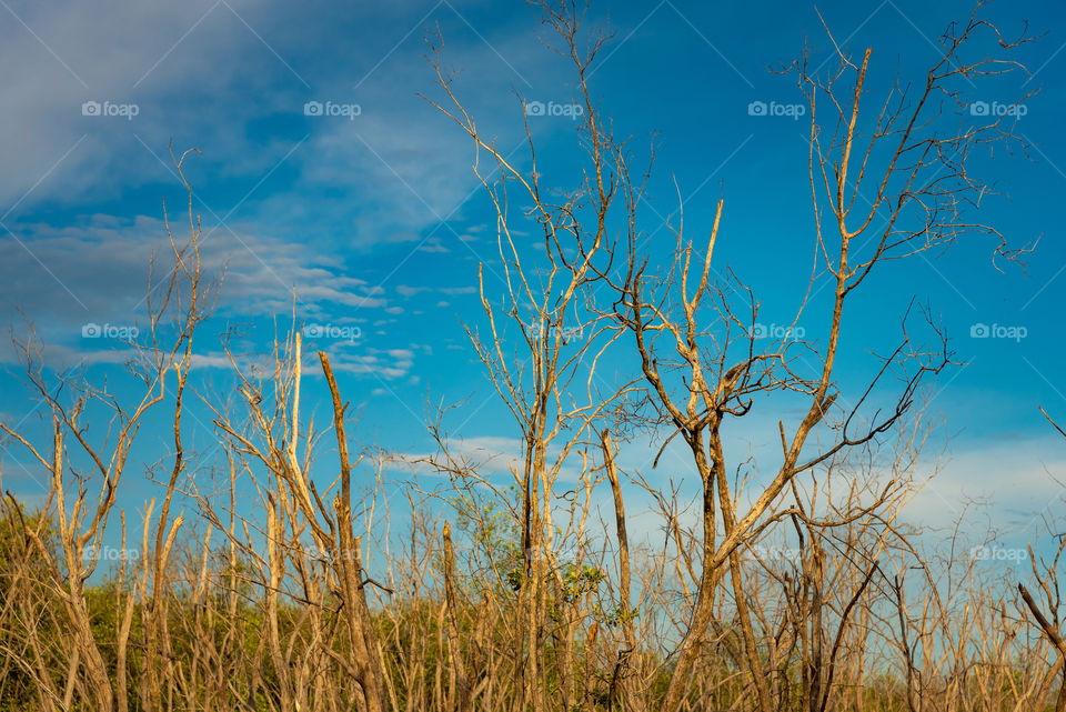 Dry trees in mangrove forest, creating beautiful view against the bright blue sky