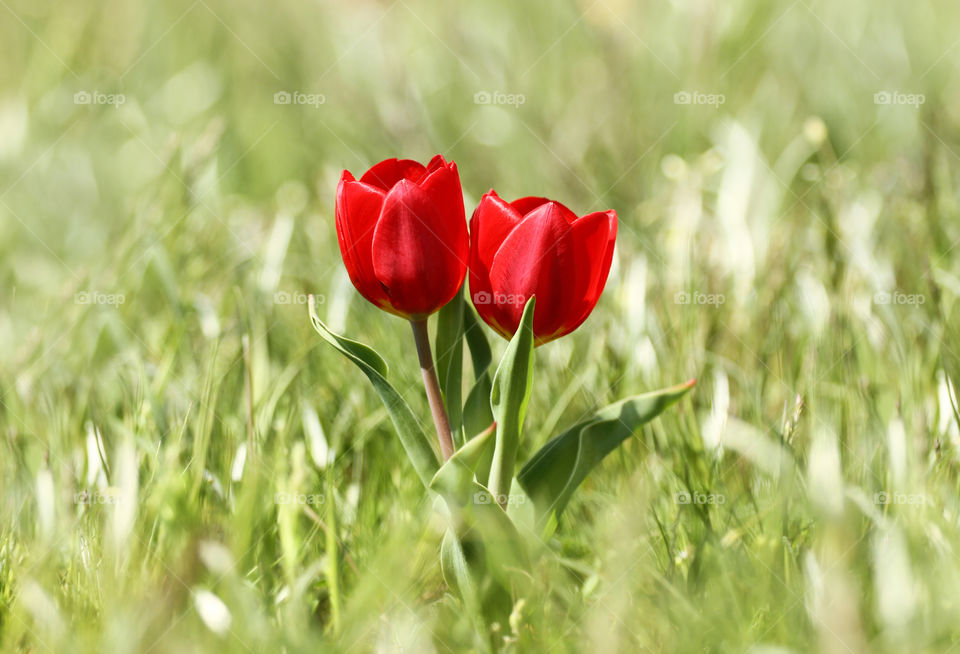 Two wild tulips