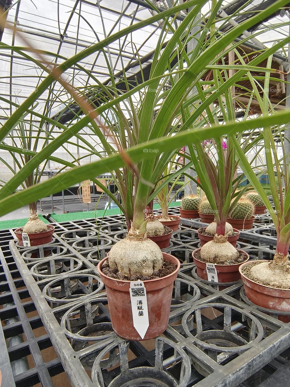 Beinan Township, Taitung County, Beaucarnea recurvata
