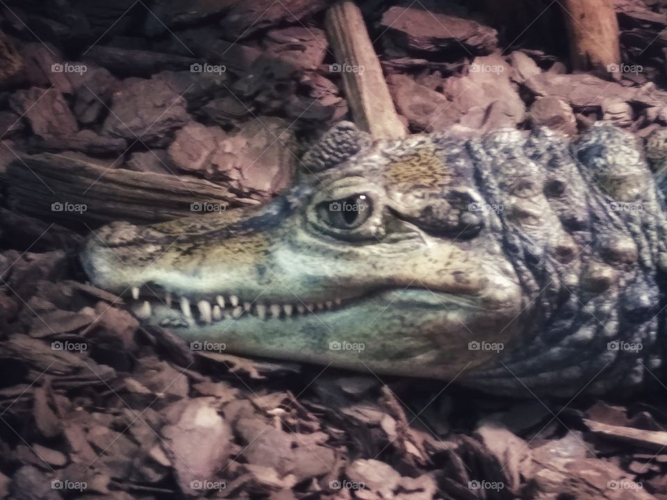 Portrait of alligator, crocodile, predator, big teeth, big eyes, dangerous, zoo, wildlife, reptile, like a dragon