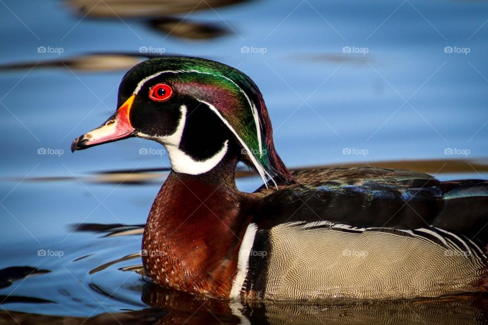 Male wood duck