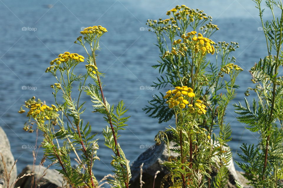 flowe water summer sea