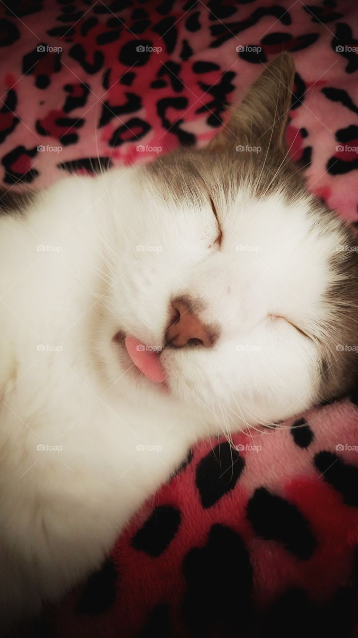 Sleepy Kitty Tongue