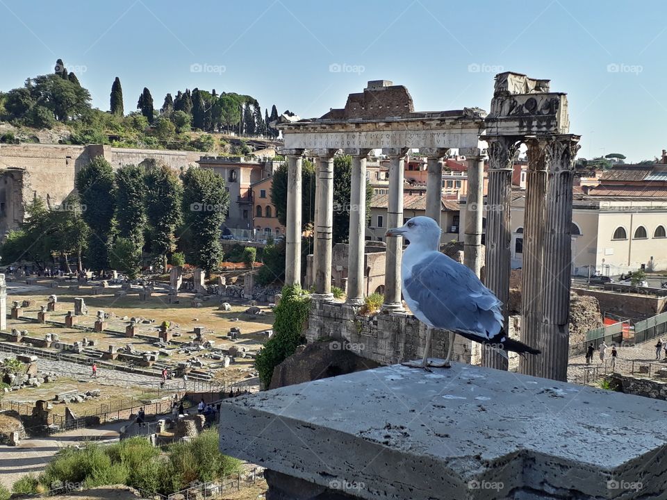 Palladium Rome