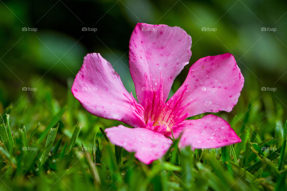 2019 a year to appreciate beauty in simple things - macro image of pink flower on green grass