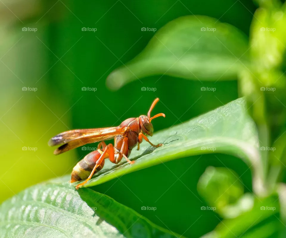 red Bee