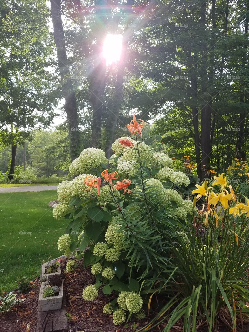 Garden In The Evening