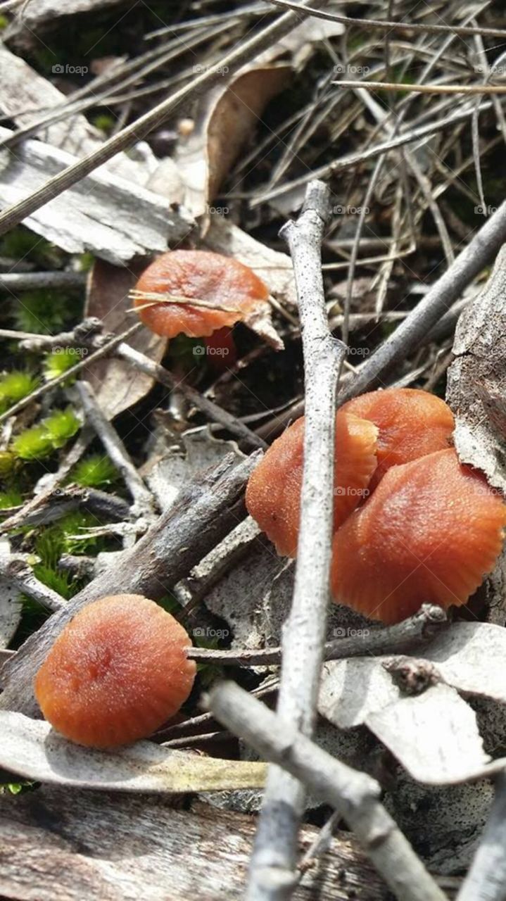 Australian Native Bushland Fungi