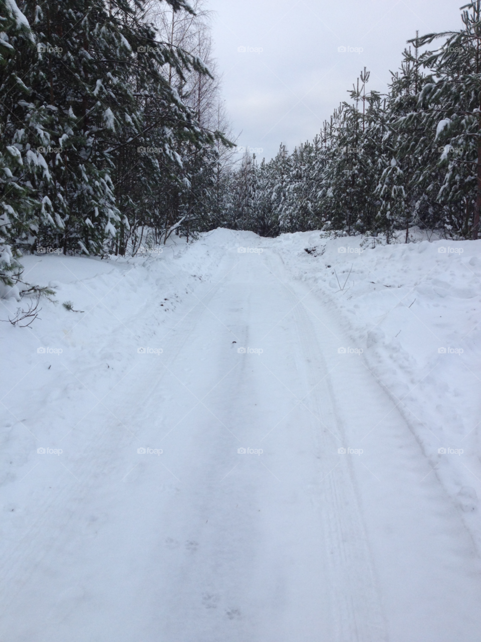 snow winter tree cold by Ingvar