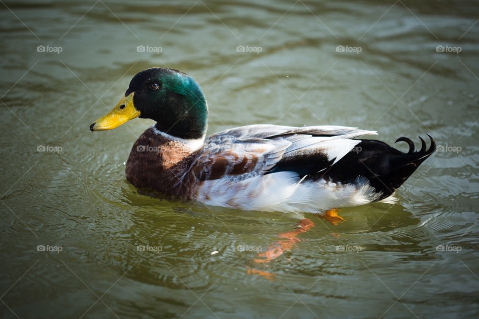 Duck