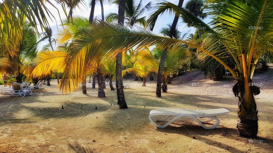 beautiful palma at the beach