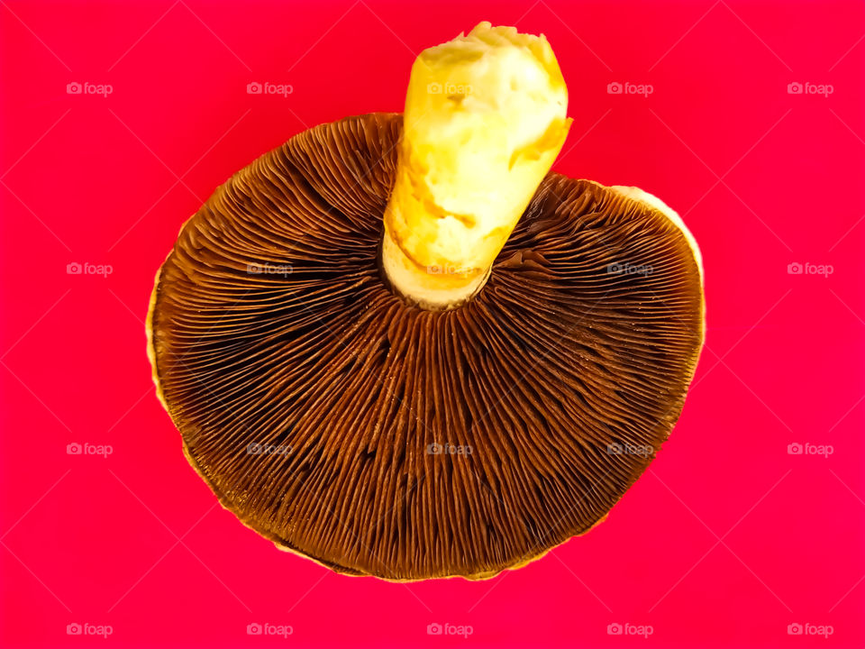 Agaricus campestris with pink gills - Field mushroom on a pink background