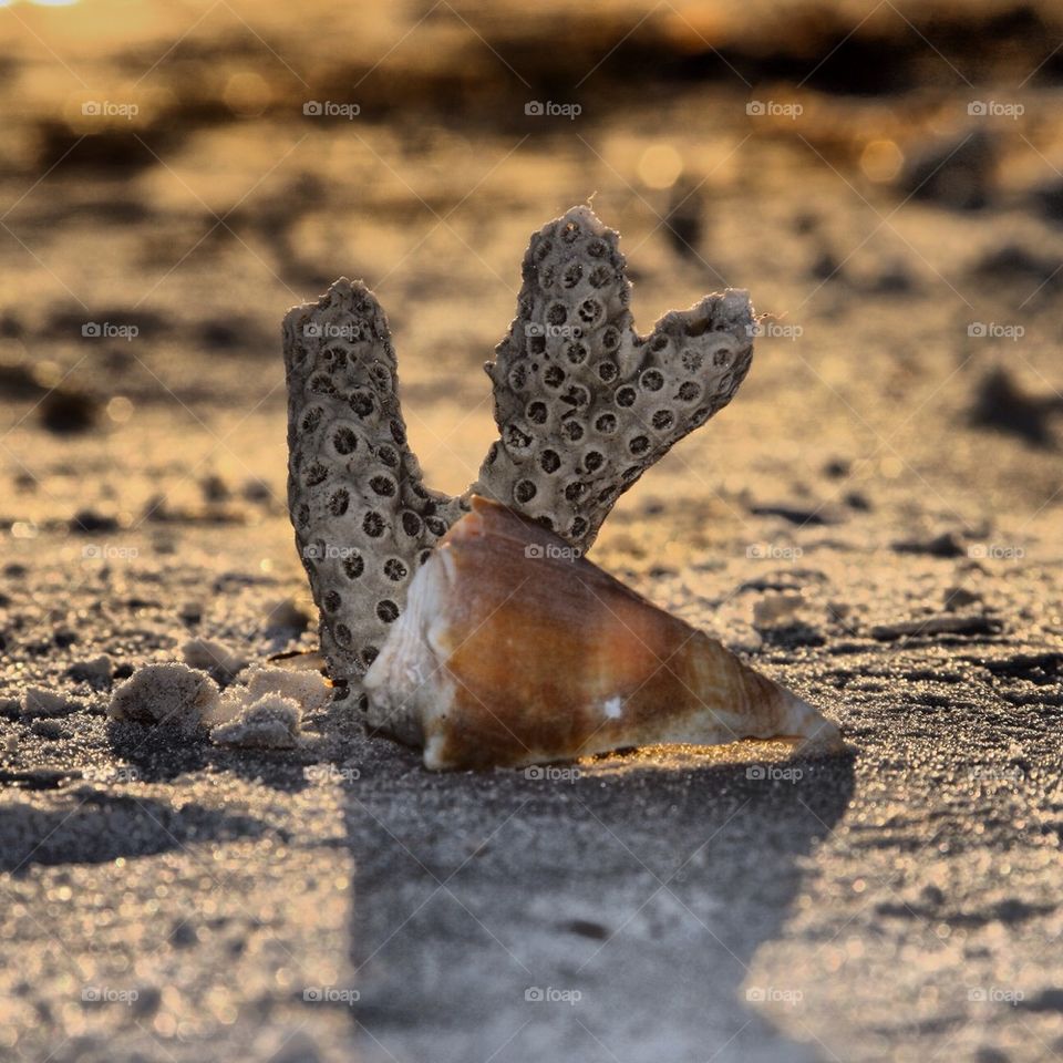 Seashells by the seashore 
