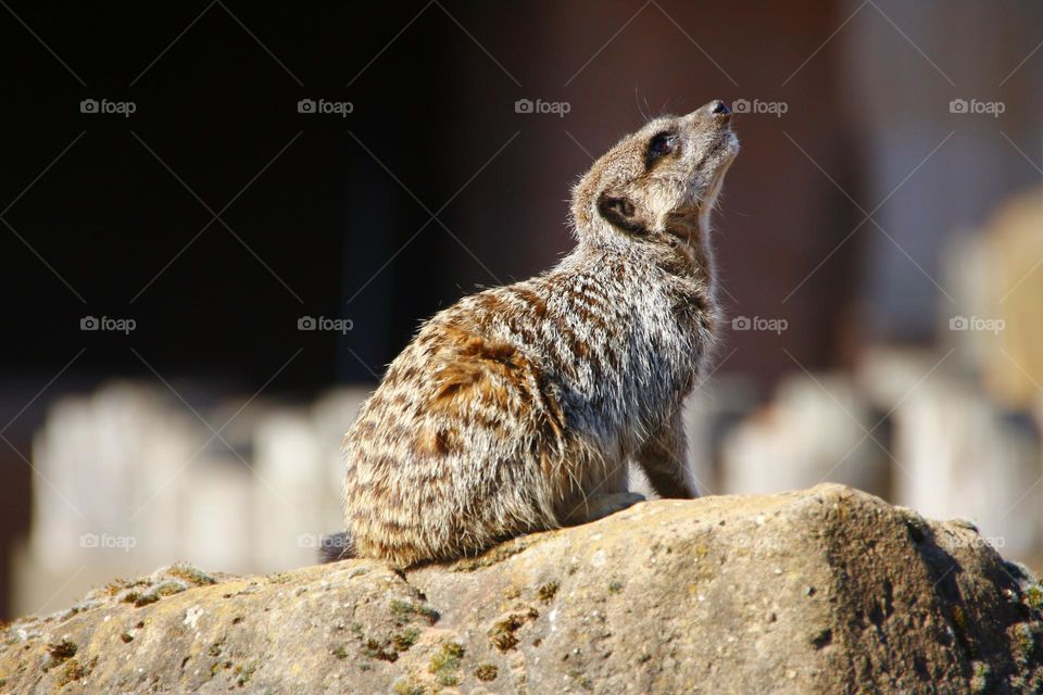 A Meerkat on a rock