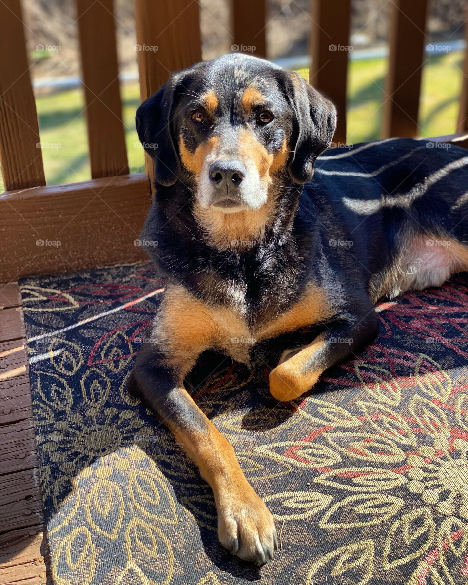 Young hound dog lounging in the sunshine on a warm spring day