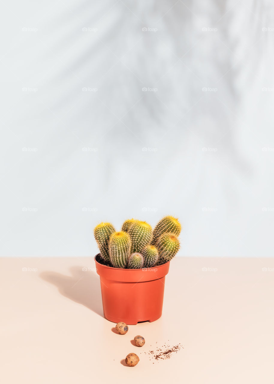 Vertical flower composition with cactus in a round pot on a light plain background with palm shadows and a copy space. Hobbies growing home plants. Summer sunny day relax at homе