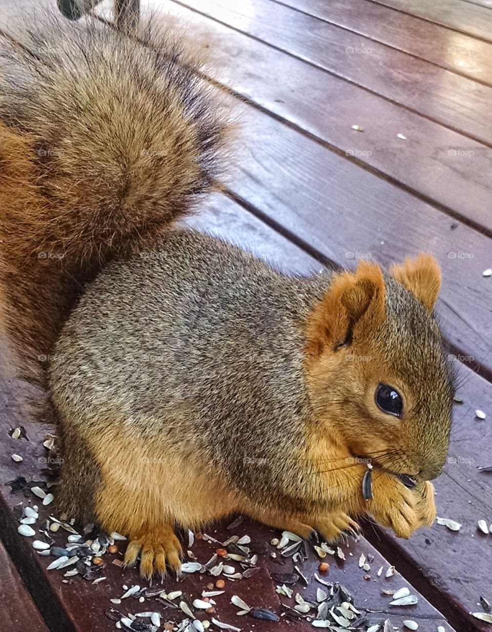 Can't resist taking pictures of these cute little squirrels.