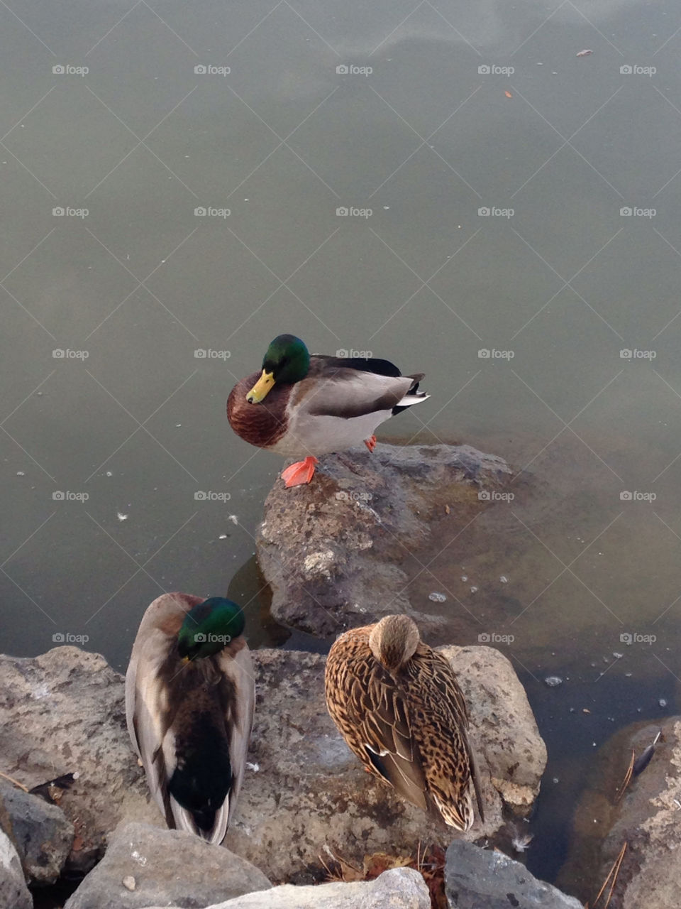 water ducks reno resting by melody