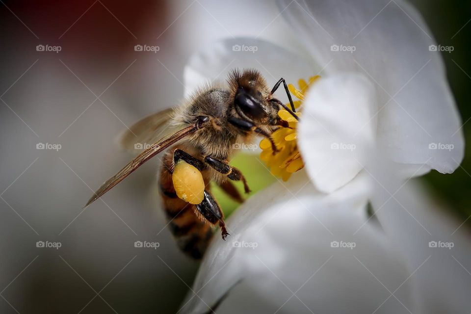 Honey bee is pollinating white flower