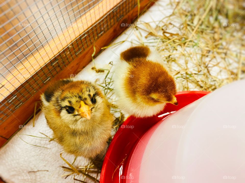 5 day old baby chick