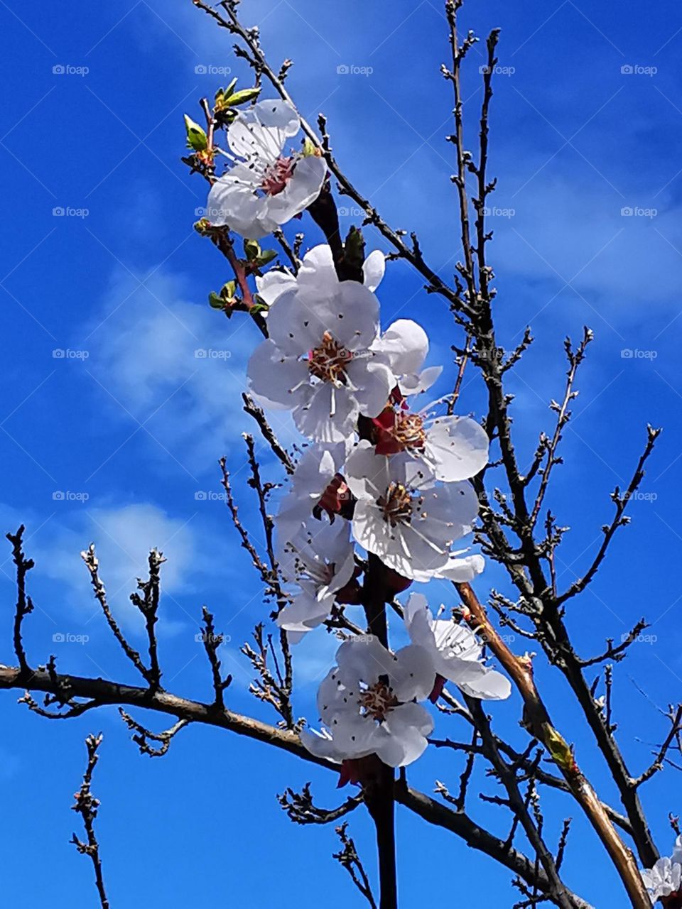 Spring is coming to the country