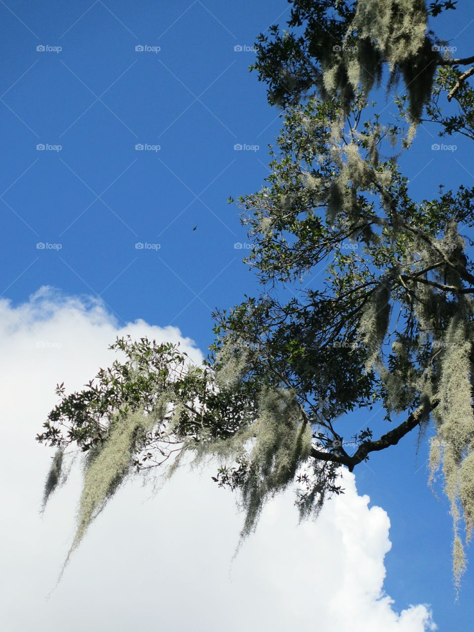 Tree branch covered with Spanish Moss blowing in the breeze