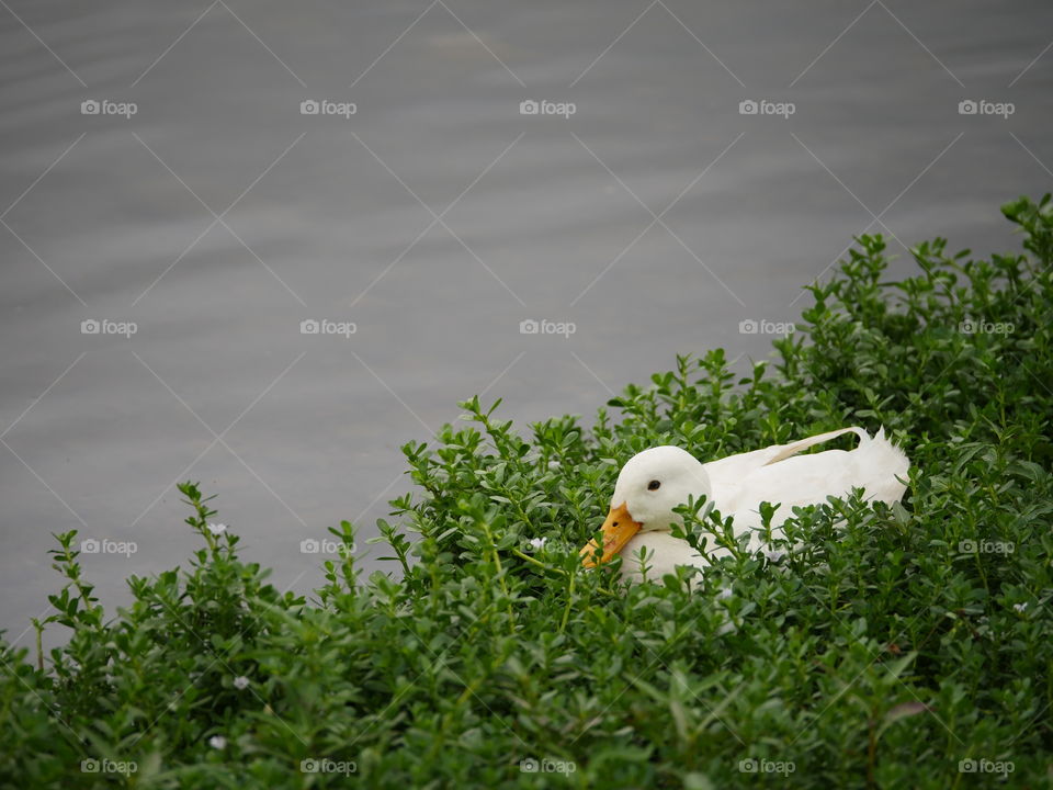 White duck sitting in green bushes next to the lake