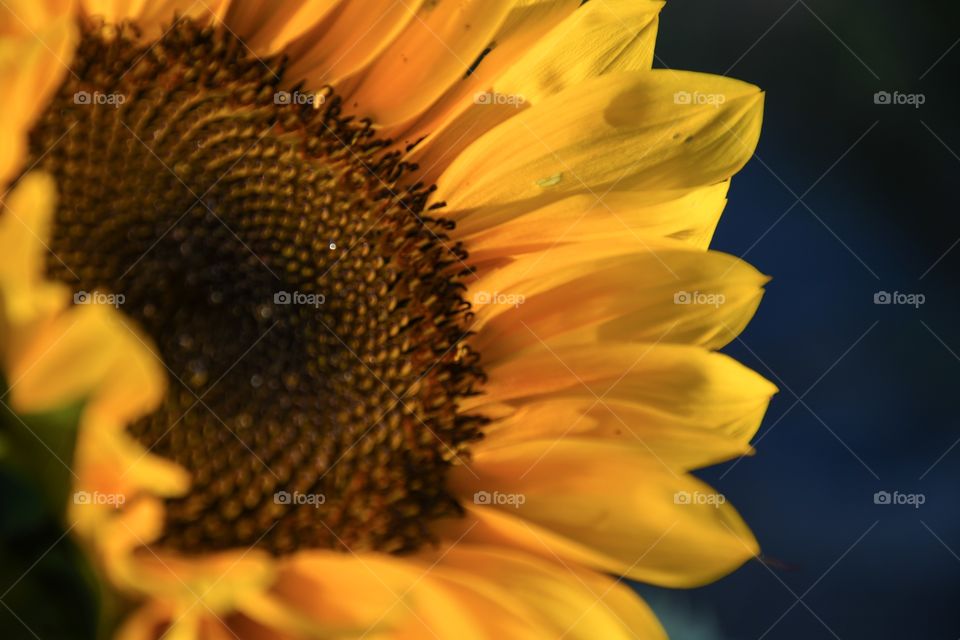 Sunflower in last light
