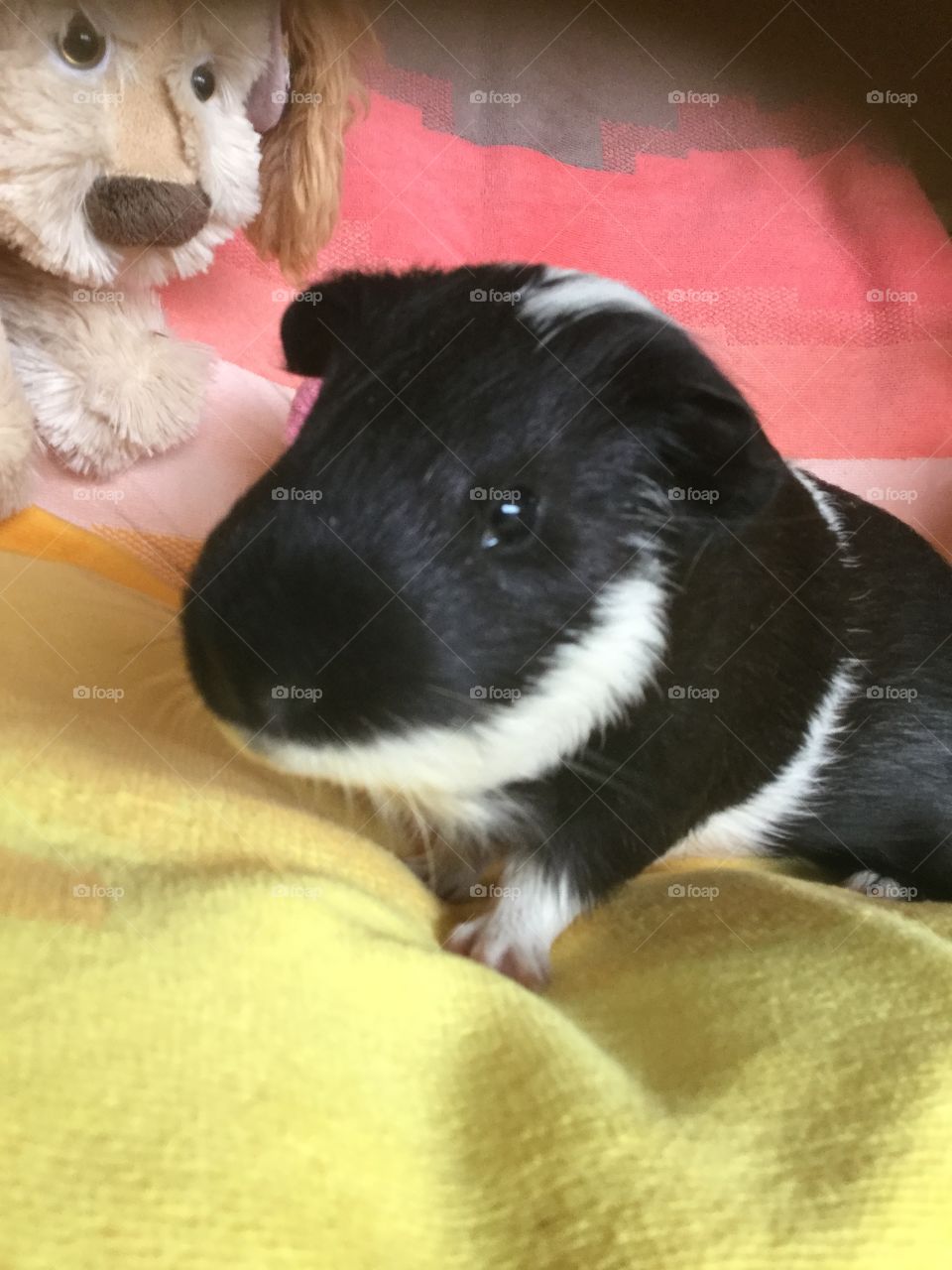 Selfie time for Timmy boy 