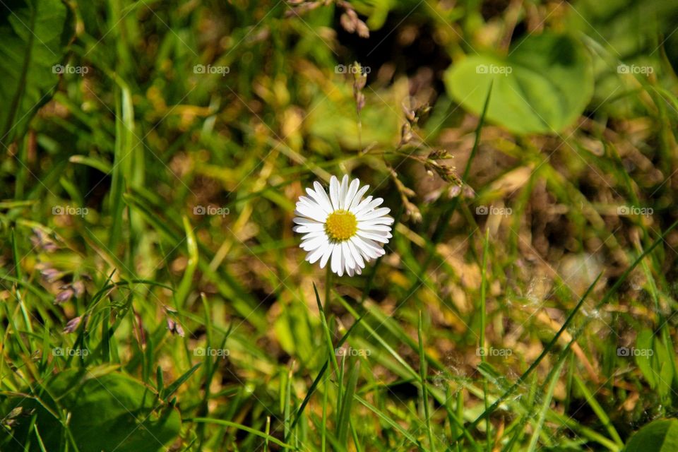 Lonely flower