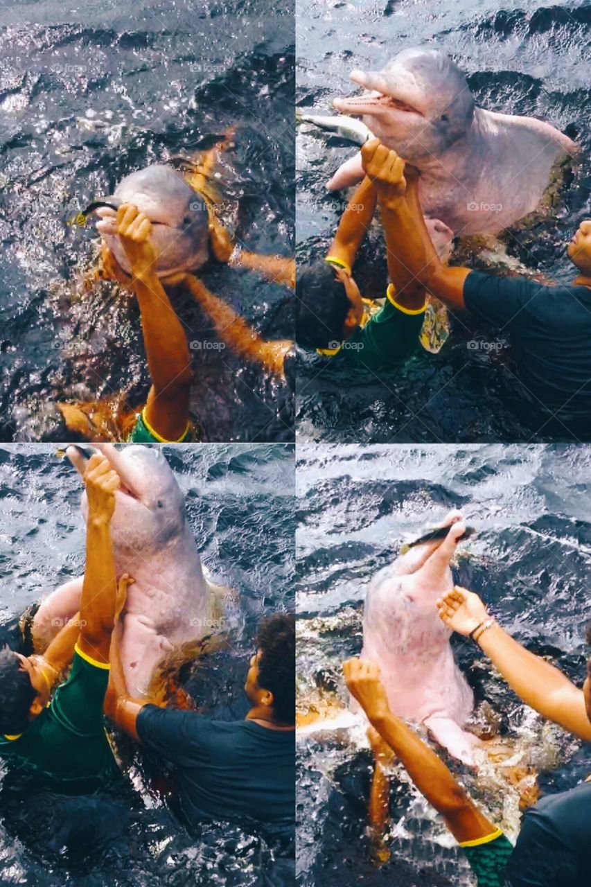 Welcome to the Amazon river, where you can literally see a lit bit of everything from piranhas to pink dolphins (Boto).