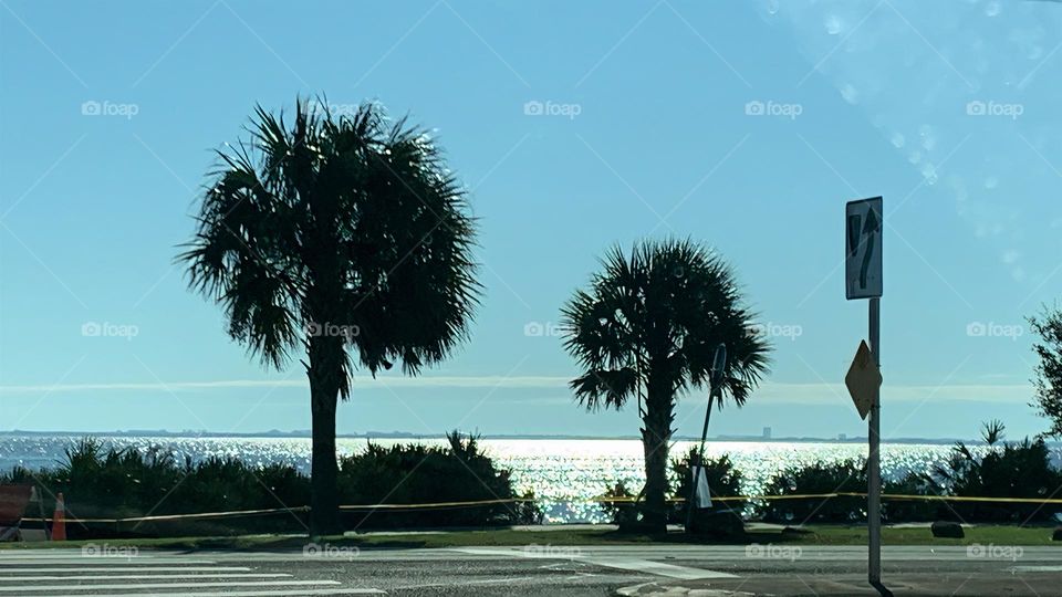 Clear Sky With A Thin Line Of Cirrostratus Cloud On The Horizon With Palm Trees And Bushes Sight. 