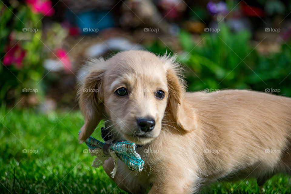 Remy the Champagne Dachshund first day.. dressed in his first bowtie