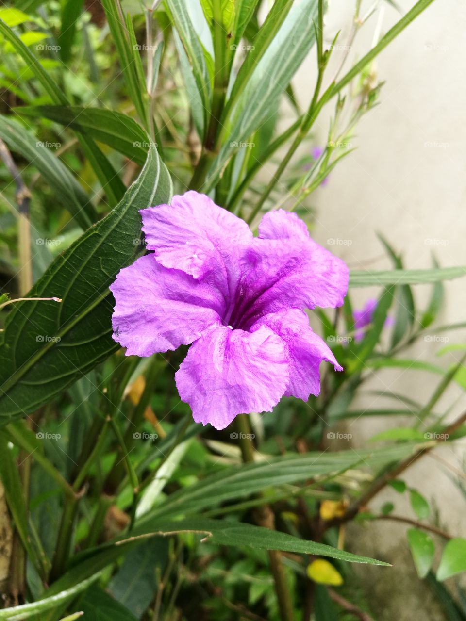 Closeup of waterkanon, beautiful purple flower, blooming with garden background.