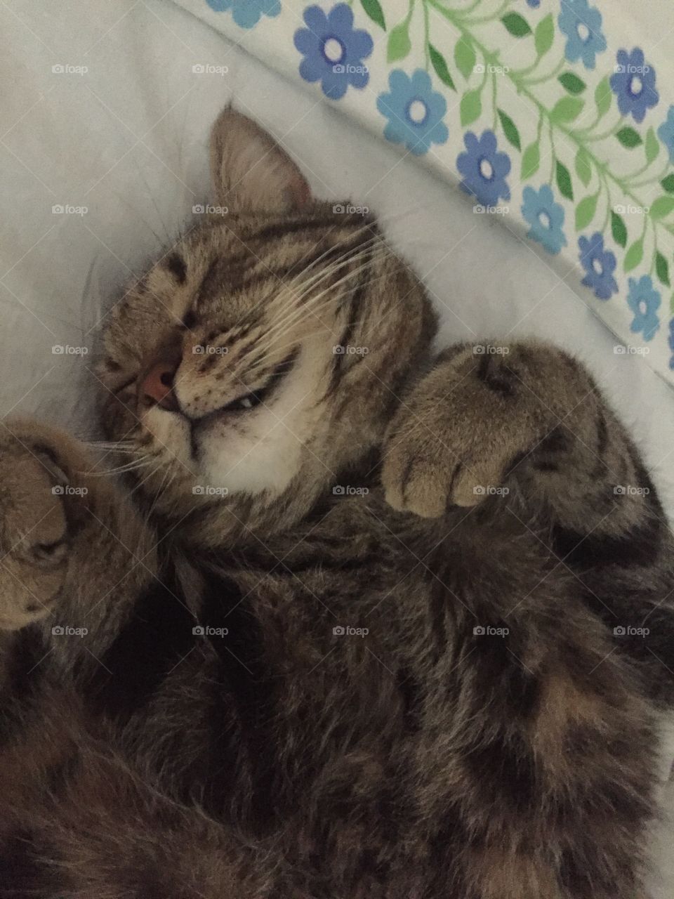 Sleeping and dreaming on the bed