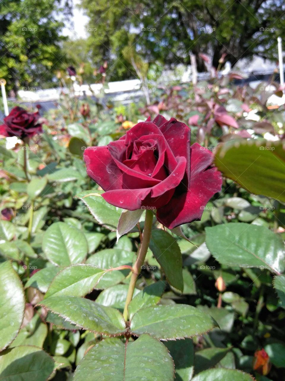 velvet red rose