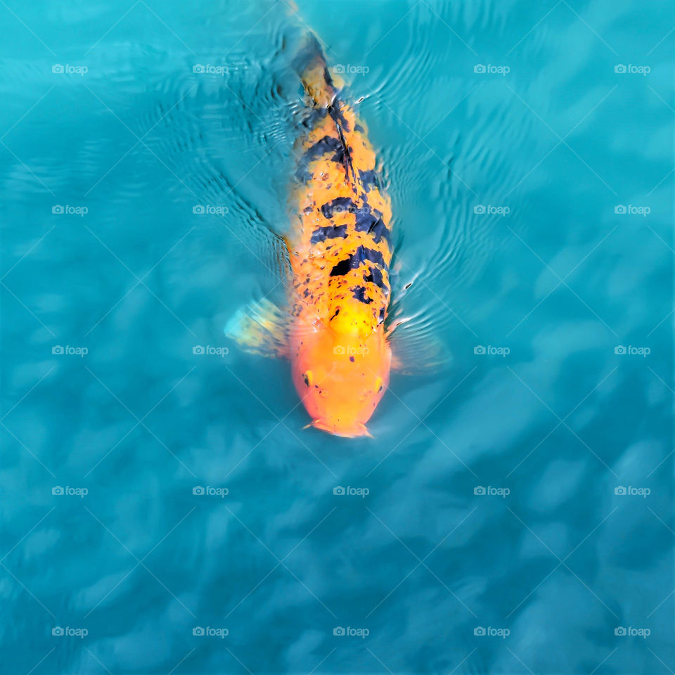 Pond Koi/Carp